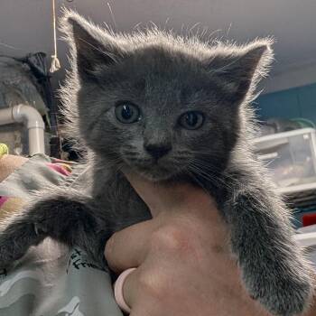 Domestic Short Hair Cats Available for Adoption in Jefferson City, Tennessee - Gracie | PetCurious