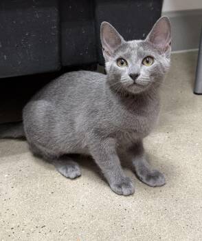 Pigeon - Riley Fuzzel Petsmart -  Russian Blue Cat for Adoption in Spring, Texas - Pigeon - Riley Fuzzel Petsmart | PetCurious
