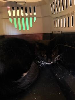 Domestic Short Hair Cats Available for Adoption in Burnsville, North Carolina - Mamoru | PetCurious
