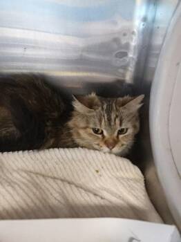 Domestic Medium Hair Cats Available for Adoption - 60548315 | PetCurious