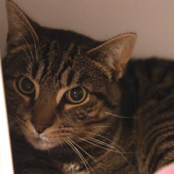Domestic Short Hair Cats Available for Adoption in Briarcliff Manor, New York - Slate | PetCurious