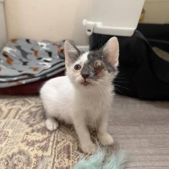 Patchy -  Domestic Short Hair Cat for Adoption in Baytown, Texas - Patchy | PetCurious