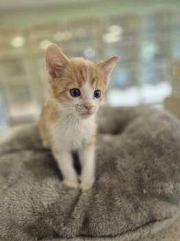 Spoon -  Domestic Short Hair Cat for Adoption in Columbus, Indiana - Spoon | PetCurious
