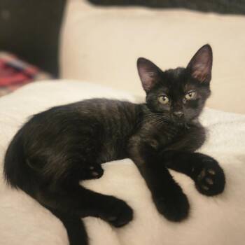 Rescue Domestic Short Hair Cats for Adoption in Bentonville, Arkansas - Toby Keith | PetCurious