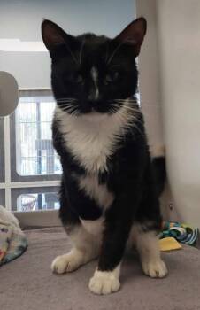 Rescue Domestic Short Hair Cats for Adoption in Atlanta, Georgia - Chief Junior + | PetCurious