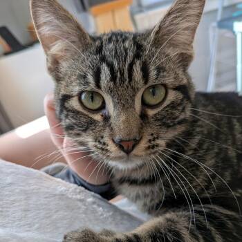Jonathon -  Domestic Short Hair Cat for Adoption in Union, Missouri - Jonathon | PetCurious