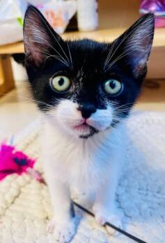 Domestic Short Hair Cats Available for Adoption in Santa Cruz, California - HERA* | PetCurious