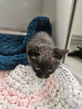 61170297 -  Domestic Medium Hair Cat for Adoption in Elko, Nevada - 61170297 | PetCurious