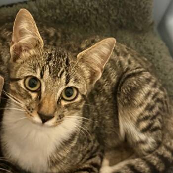 Rescue Domestic Short Hair Cats for Adoption in Houston, Texas - Squiggy | PetCurious