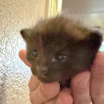 Mittens (26-6398) -  Domestic Short Hair Cat for Adoption in Fort Smith, Arkansas - Mittens (26-6398) | PetCurious