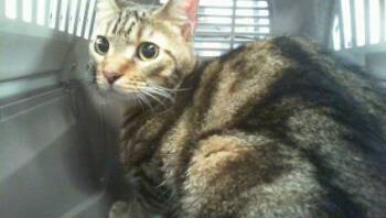 A1271527 -  Domestic Short Hair Cat for Adoption in Charlotte, North Carolina - A1271527 | PetCurious