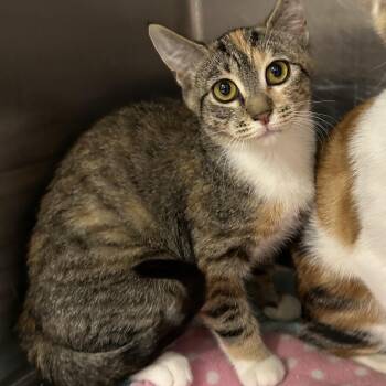 Domestic Short Hair Cats Available for Adoption - Cypress | PetCurious