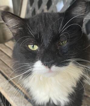 Mittens -  Domestic Medium Hair Cat for Adoption in San Antonio, Texas - Mittens | PetCurious