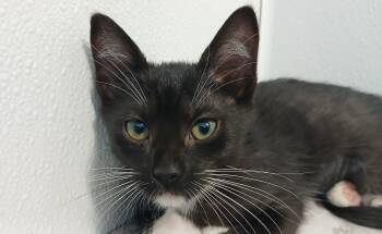 Zara -  Domestic Short Hair Cat for Adoption in Cullowhee, North Carolina - Zara | PetCurious