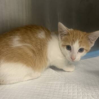 Rescue Domestic Short Hair Cats for Adoption in Greensboro, North Carolina - Dingus | PetCurious