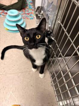 Mickey -  Domestic Short Hair Cat for Adoption in Fayetteville, Arkansas - Mickey | PetCurious