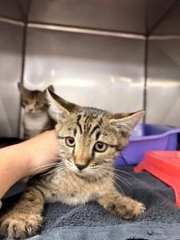 DANNY Z -  Domestic Short Hair Cat for Adoption in Killeen, Texas - DANNY Z | PetCurious