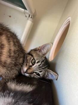 Lock -  Domestic Short Hair Cat for Adoption in Fort Collins, Colorado - Lock | PetCurious