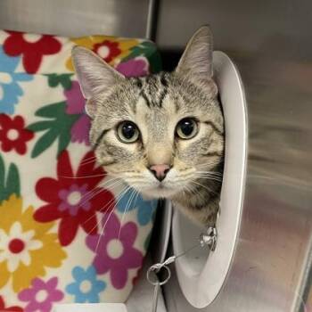 Domestic Short Hair Cats Available for Adoption in Wheaton, Illinois - Aslan | PetCurious