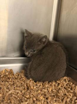 CHOMPY -  Domestic Medium Hair Cat for Adoption in Hagerstown, Maryland - CHOMPY | PetCurious