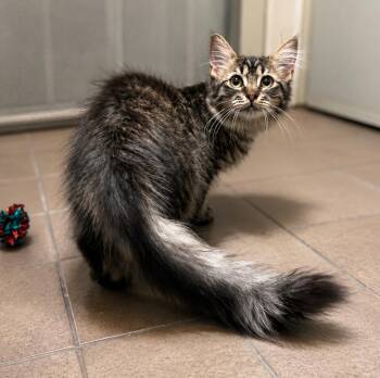 Sesame -  Domestic Long Hair and Tabby Cat for Adoption in Lathrop, California - Sesame | PetCurious