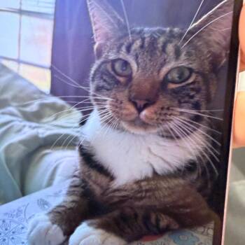 Pumpkin -  Domestic Short Hair Cat for Adoption in Philadelphia, Pennsylvania - Pumpkin | PetCurious