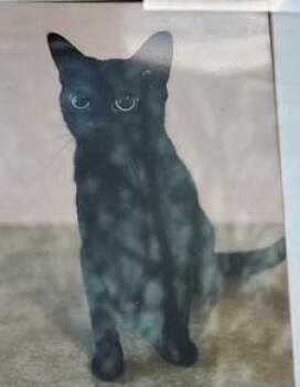 Swiftie -  Domestic Short Hair Cat for Adoption in Jackson Township, New Jersey - Swiftie | PetCurious