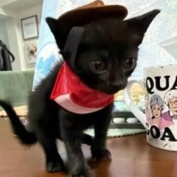 Tonks -  Domestic Short Hair Cat for Adoption in Cape Saint Claire, Maryland - Tonks | PetCurious