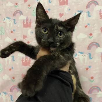 A613761 -  Domestic Short Hair Cat for Adoption in Modesto, California - A613761 | PetCurious