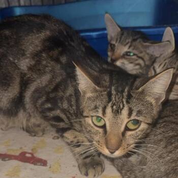 Holly -  Domestic Short Hair Cat for Adoption in Stephenville, Texas - Holly | PetCurious