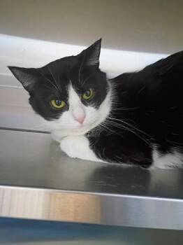 Domestic Short Hair Cats Available for Adoption - Nina | PetCurious