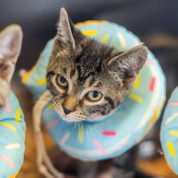Tres Leche -  Domestic Short Hair Cat for Adoption in Wilmington, Delaware - Tres Leche | PetCurious