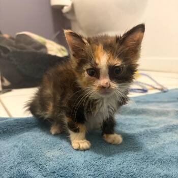 Candy -  Domestic Short Hair Cat for Adoption in Edwardsville, Illinois - Candy | PetCurious