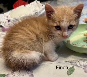 Rescue Domestic Medium Hair Cats for Adoption in El Dorado, Arkansas - Finch | PetCurious