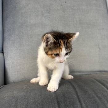 Forage Faubus -  Domestic Short Hair Cat for Adoption in Eagle Mountain, Utah - Forage Faubus | PetCurious