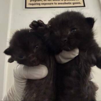 Domestic Medium Hair Cats Available for Adoption in Los Angeles, California - Galileo | PetCurious
