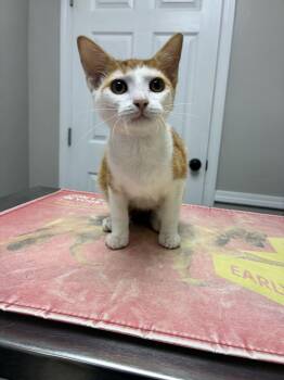 Lucky -  Domestic Short Hair Cat for Adoption in Marietta, Georgia - Lucky | PetCurious