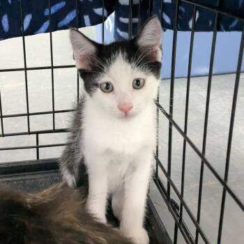 Lee -  Domestic Short Hair Cat for Adoption in Huntsville, Arkansas - Lee | PetCurious