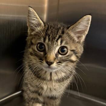 Ricotta -  Domestic Short Hair Cat for Adoption in Keizer, Oregon - Ricotta | PetCurious
