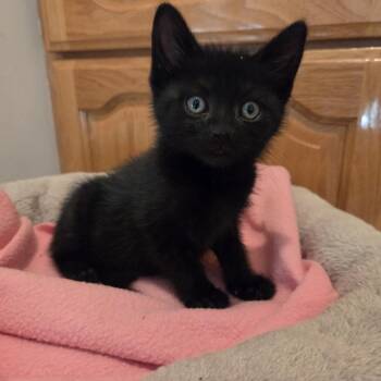 Domestic Short Hair Cats Available for Adoption in Pasadena, California - Croft | PetCurious