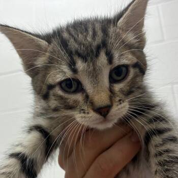Huey -  Domestic Short Hair Cat Available for Adoption in Corpus Christi, Texas - Huey | PetCurious
