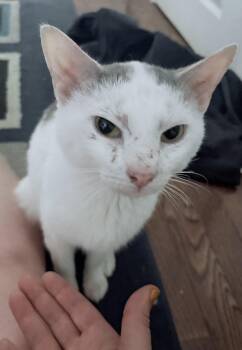 Fin -  Domestic Short Hair Cat for Adoption in Philadelphia, Pennsylvania - Fin | PetCurious