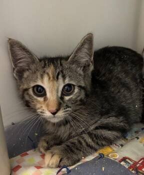 *Marina* -  Domestic Short Hair Cat for Adoption in Salt Lake City, Utah - *Marina* | PetCurious