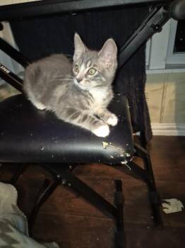 Asteroid -  Domestic Short Hair and Tabby Cat Available for Adoption in Dallas, Texas - Asteroid | PetCurious