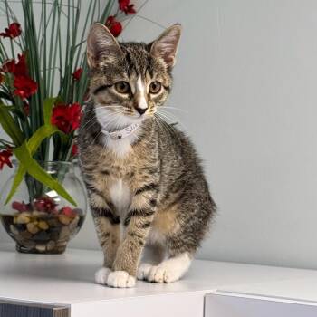 Slinky -  Domestic Short Hair Cat for Adoption in Syosset, New York - Slinky | PetCurious