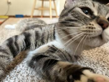 Rescue Domestic Short Hair Cats for Adoption in Westfield, Massachusetts - Reagan | PetCurious
