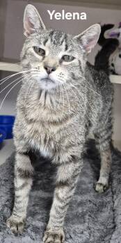 Yelena -  Domestic Short Hair Cat for Adoption in Kendallville, Indiana - Yelena | PetCurious