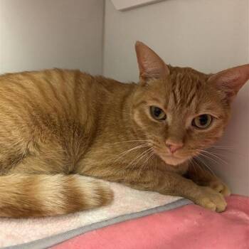 Domestic Short Hair Cats Available for Adoption - Fresh Prince | PetCurious