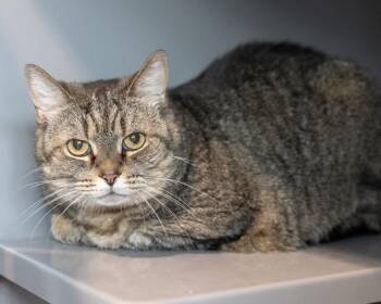 MISSY -  Domestic Short Hair Cat for Adoption in Leesburg, Virginia - MISSY | PetCurious