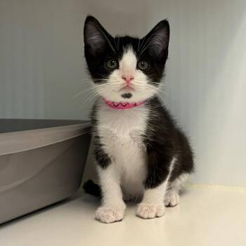 Benjamin (bonded w/ Harold) -  Domestic Short Hair Cat Available for Adoption in Oakland, California - Benjamin (bonded W/ Harold) | PetCurious